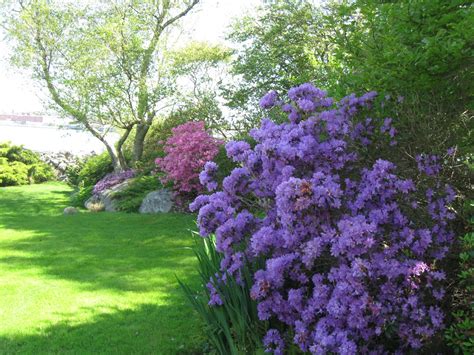 Garden Dream: Rhododendron Gardens