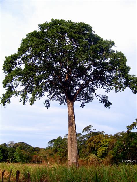 Árvore de Jatobá | Brasil - Ceará - Serra da Ibiapaba - Ubaj… | Luan ...