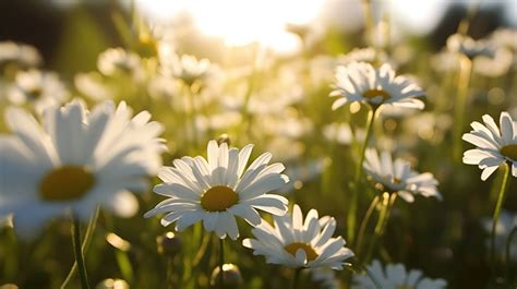 A group of white daisies flowers