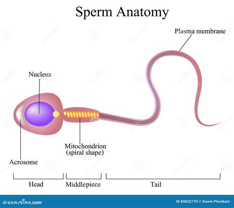 Structure of a sperm cell stock vector. Illustration of infertile ...