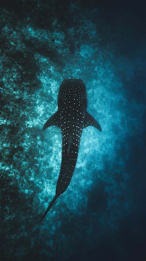 Whale Shark Diving in Belize | Belize Whale Shark Diving Packages