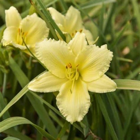 Daylily - Hemerocallis, Yellow Varieties - Longfellow's Garden Center