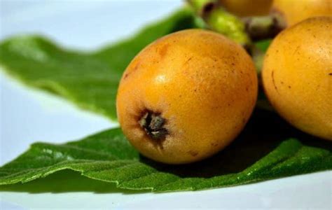 MEDLAR VARIETIES - Prime Agrocitrus