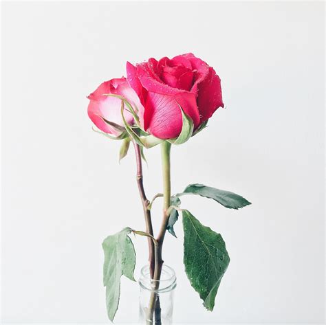 Pink roses in vase 1425309 Stock Photo at Vecteezy