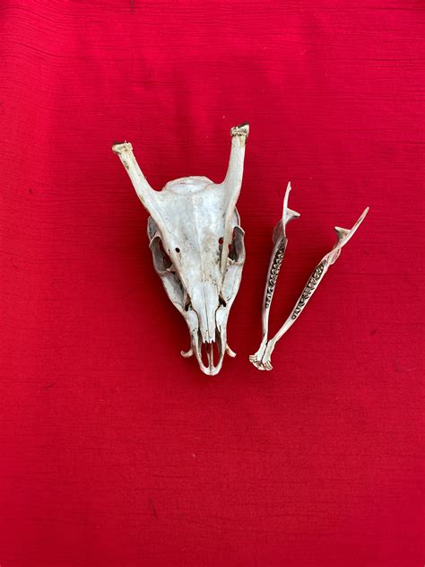 Rare Muntjac Deer Skull with Jaw Bones | Etsy