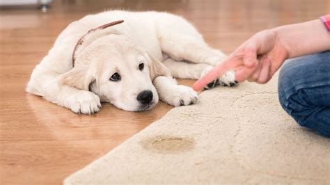 How to remove pet urine from your carpet - 1001 Carpet Care