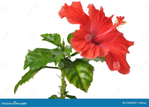 Red China Rose Rosa Chinensis Jacq Royalty-Free Stock Photo ...