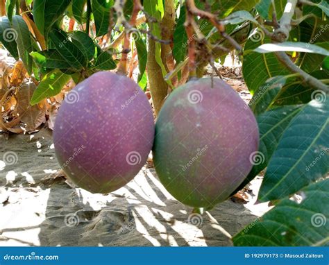 Amazing Lele Mango Fruit Variety Stock Image - Image of orchard, leaves: 192979173