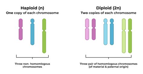 Difference between Haploid and Diploid