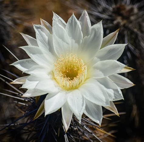 The Flowering Desert: A Prodigy of Nature in Chile | Shirl On The Road