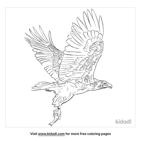 Black-Chested Snake Eagle Coloring Page | Free Birds Coloring Page | Kidadl