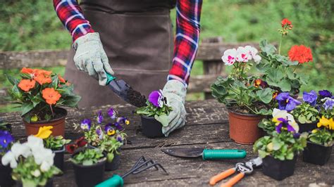 53 Summer Flowers: Your Guide to a Vibrant Garden