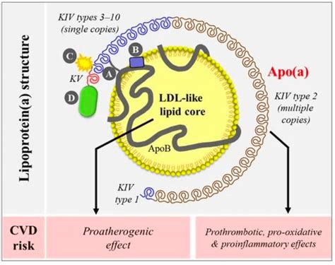 Lipoprotein (a) CME | Continuing Medical Education