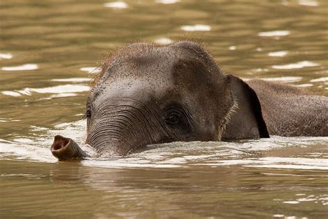 Critically endangered Sumatran elephant born in western Indonesia | FMT