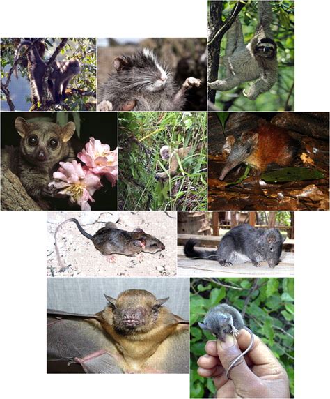 Discoveries of new mammal species and their implications for ...