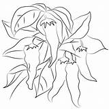 Chili Coloring Page  Free Printable Coloring Pages sketch template