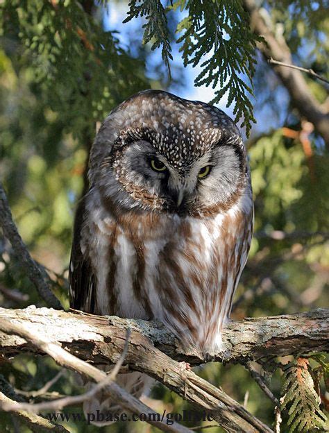 Boreal Owl | Boreal Owl | Owl, Animals beautiful, Beautiful birds