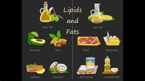 Lipids (Fats and Cholesterol) | Macronutrient Chemistry - YouTube