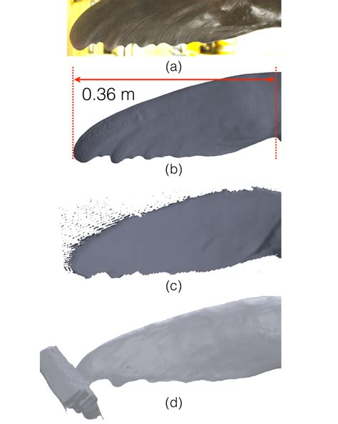 Flipper geometry extraction. (a) Sea lion flipper picture; (b) High... | Download Scientific Diagram