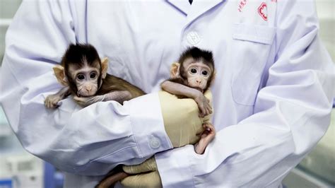 Monkey breakthrough a step towards human clones? - ITV News