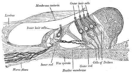 Stereocilia (inner ear) - Wikipedia