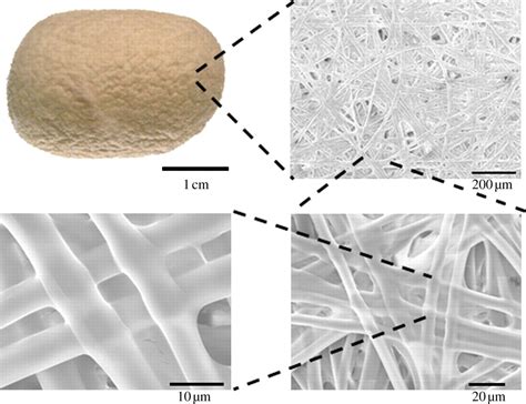 cocoon structure - Google Search Spider Silk, Spider Webs, Butterfly Cocoon, Silkworm Cocoon ...