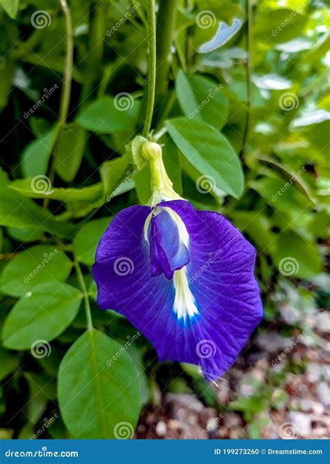 APARAJITA FLOWER in INDIA.BEAUTIFUL PEO FLOWER Stock Photo - Image of summer, whitemedicinal ...