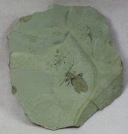 Beetle Insect Fossil