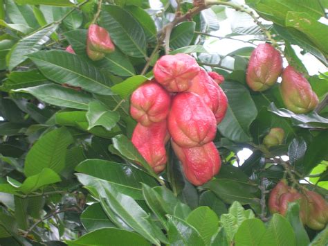 Blighia sapida (Akee Fruit2) - Richard Lyons Nursery, Inc.