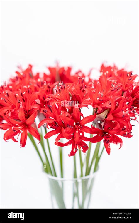 Red blossoms of the Guernsey lily, Nerina bowdenii. A small collection of nerine blooms. genus ...