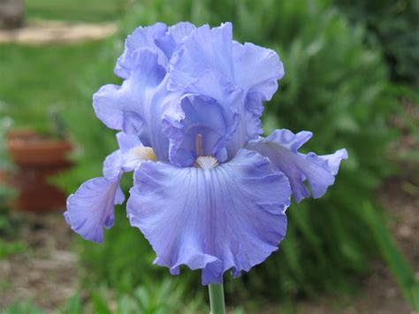 Late Spring Blooms- Blue Iris -- Came from Grandmother P's garden ...