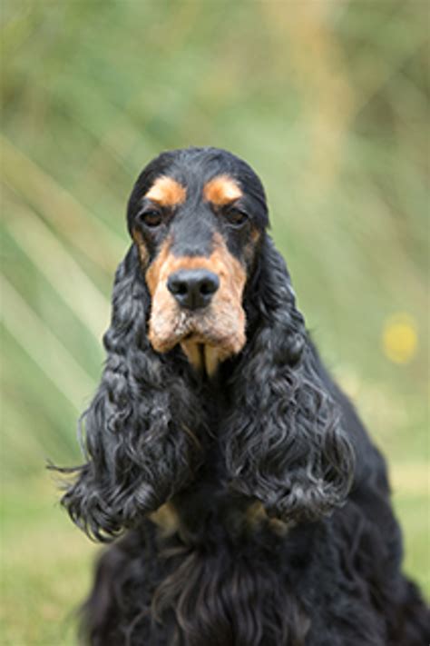 Spaniel (Cocker) | Breeds A to Z | The Kennel Club