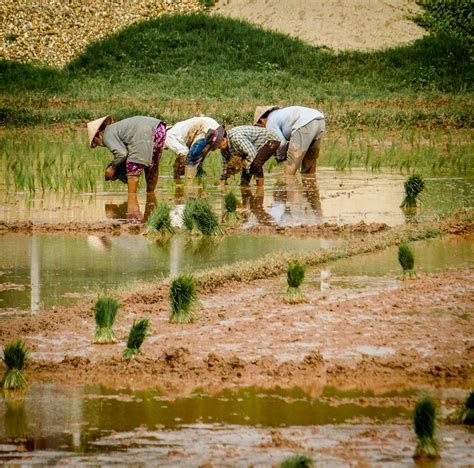 Rice Planting 1 - MontanaRon