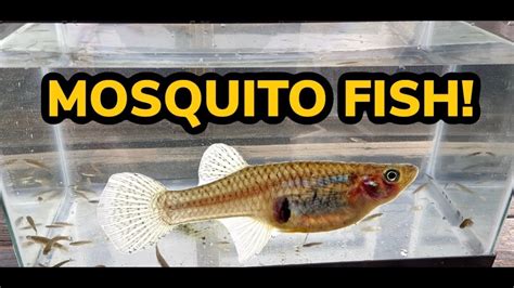 IT ALL STARTED WITH 10! (catching all the gambusia from the pond!) #mosquitofish - YouTube