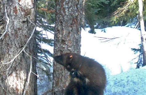 The Mysterious Wolverine - Habitat Conservation Trust Foundation