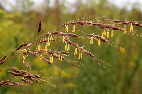 families-Poaceae – Ohio Plants