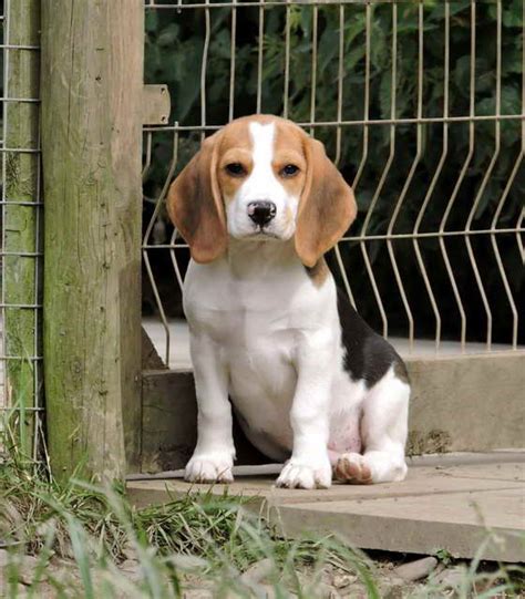 Beagle Kennel | PETSIDI