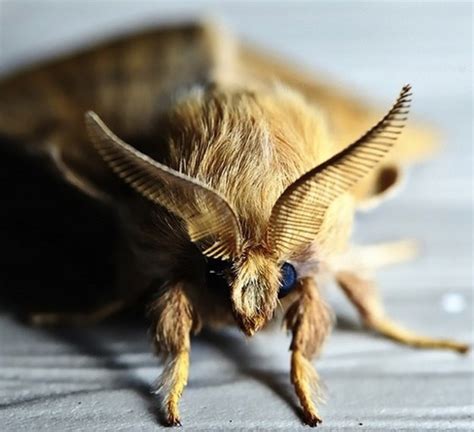 The Poodle Moth! | Nature - BabaMail