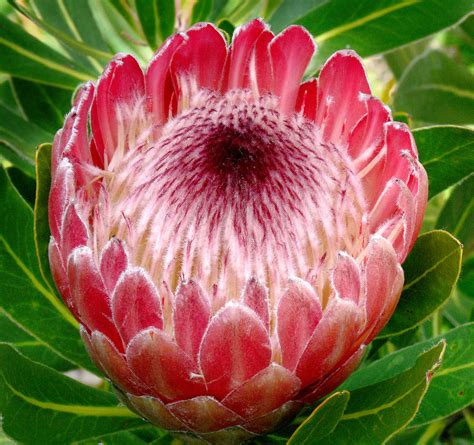 Protea 'Pink Ice' #1 | Proteaceae - South Africa Protea Phot… | Flickr