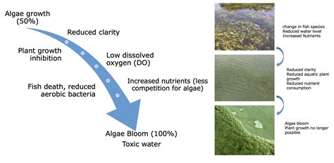 Toxic And Harmful Algal Blooms Fitting Algae Into The - vrogue.co