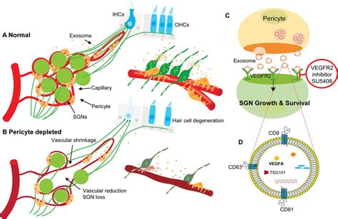 Pericytes control vascular stability and auditory spiral ganglion ...