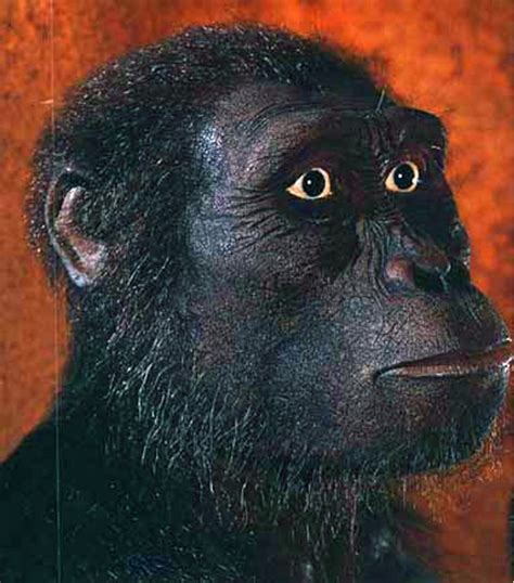 Australopithecus afarensis - reconstruction by W. Schnaubelt & N ...