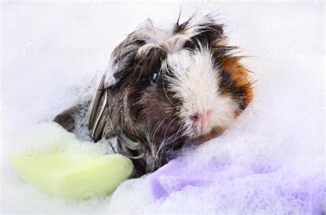 Guinea pig in bath 1370421 Stock Photo at Vecteezy