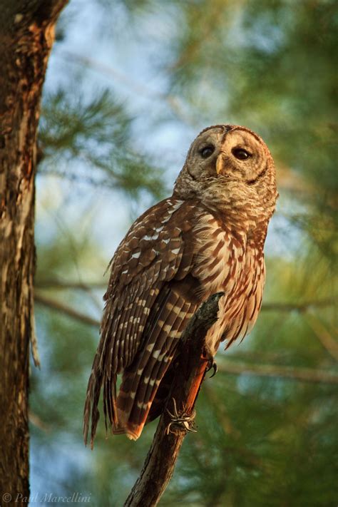 Barred Owl in Late Light | Everglades National Park, Florida | Florida ...