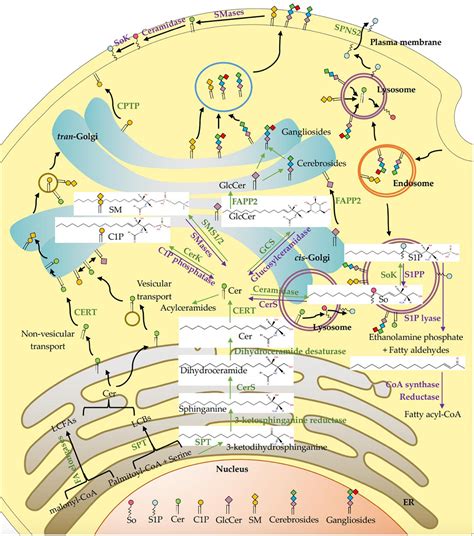 Sphingolipid In Membrane