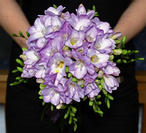 Heather Hartley: Bouquet comprised of British-grown freesias