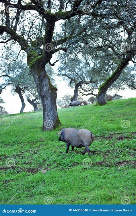 Iberian Pig in the Farm, Spain Stock Photo - Image of acorns, beef: 66356640