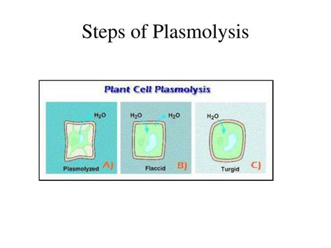 PPT - Plasmolysis Lab PowerPoint Presentation, free download - ID:270118