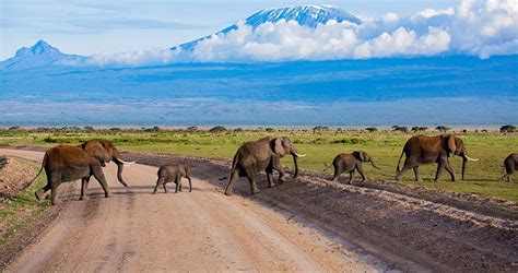 Affordable 10 Days Amboseli Safari Package