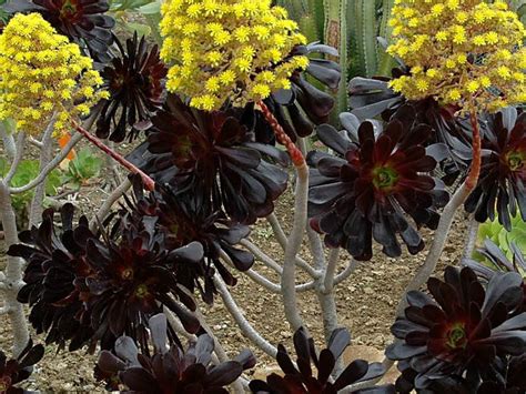 Aeonium arboreum 'Zwartkop' - Black Rose | World of Flowering Plants